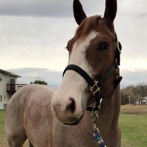 Meet your Posher, Alison